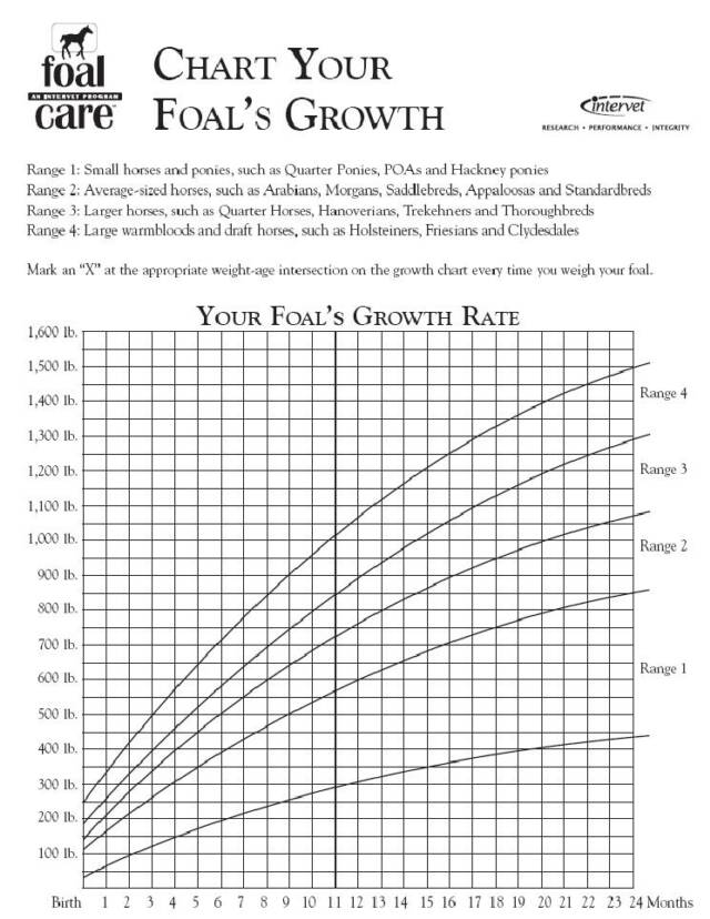 Foal Growth Chart Height